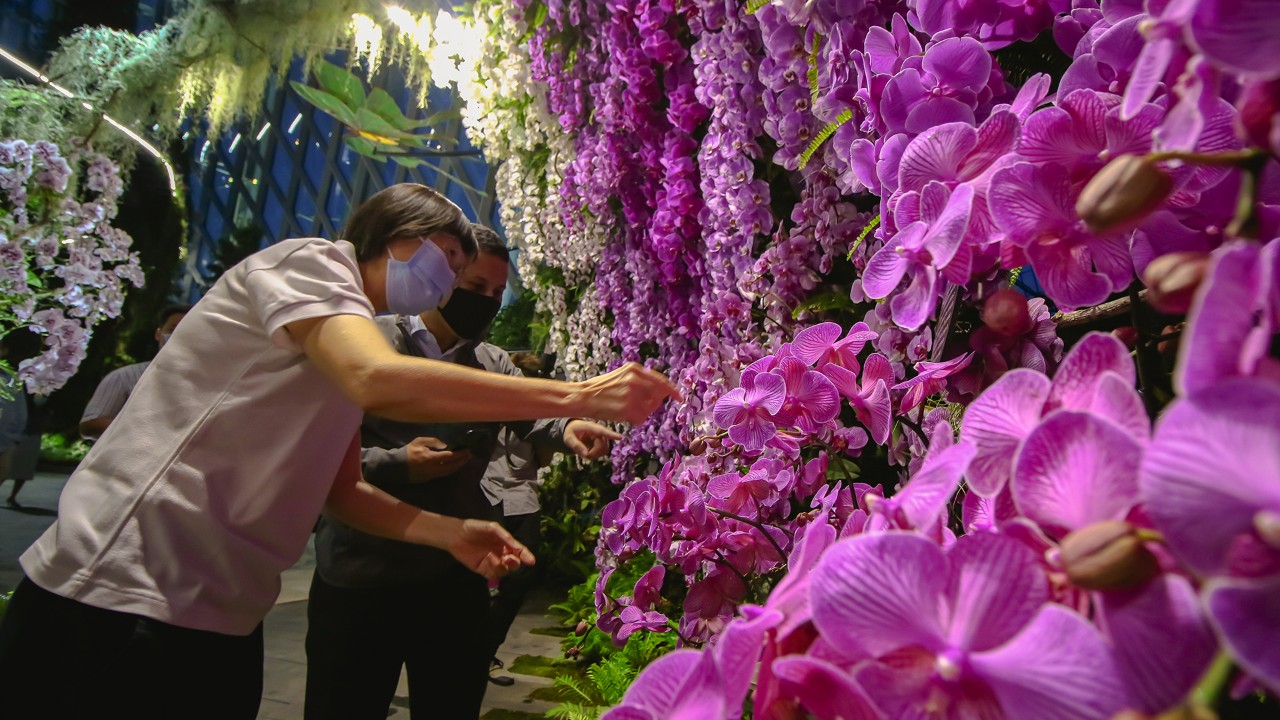 At the new Orchid Haven at Gardens by the Bay’s Cloud Forest, Deputy Director of Research and Horticulture Andrea Kee shows Minister for National Development Desmond Lee some of the Phalaenopsis orchids in the Flight of the Moth Orchid display.