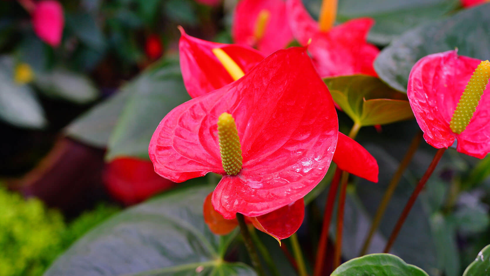 Crystal Anthurium 9605