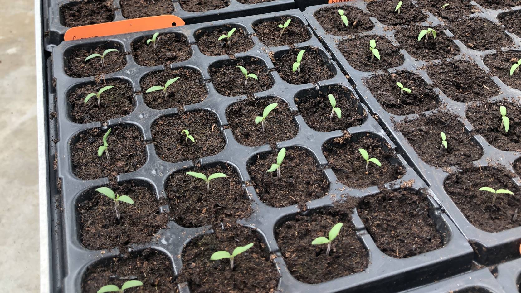 Growing Great Tomatoes