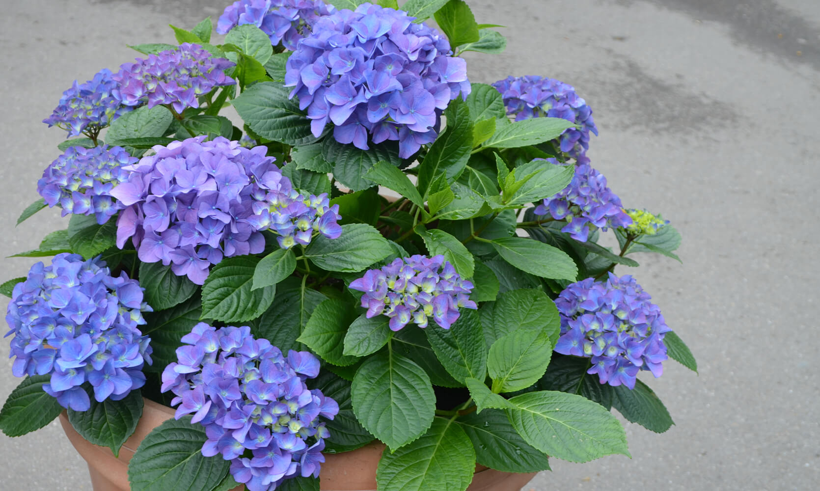 Hydrangea