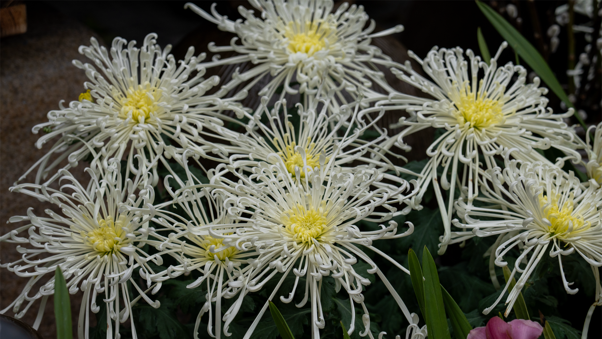 <i>Chrysanthemum</i> 'Fireworks'