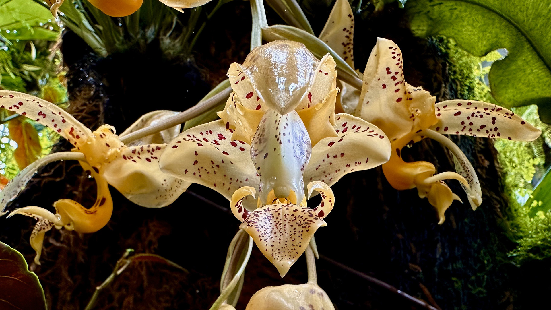 Jenisch's Stanhopea <i>(Stanhopea jenischiana)</i>