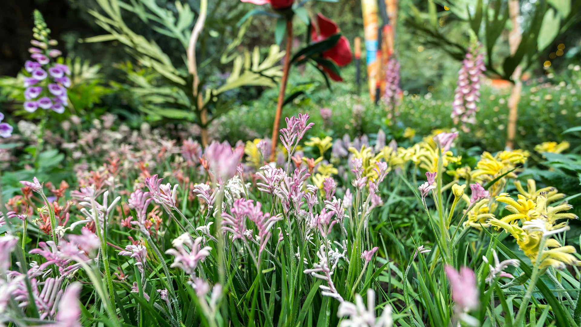 Kangaroo Paws  (<i>Anigozanthos</i> spp. and cultivars)