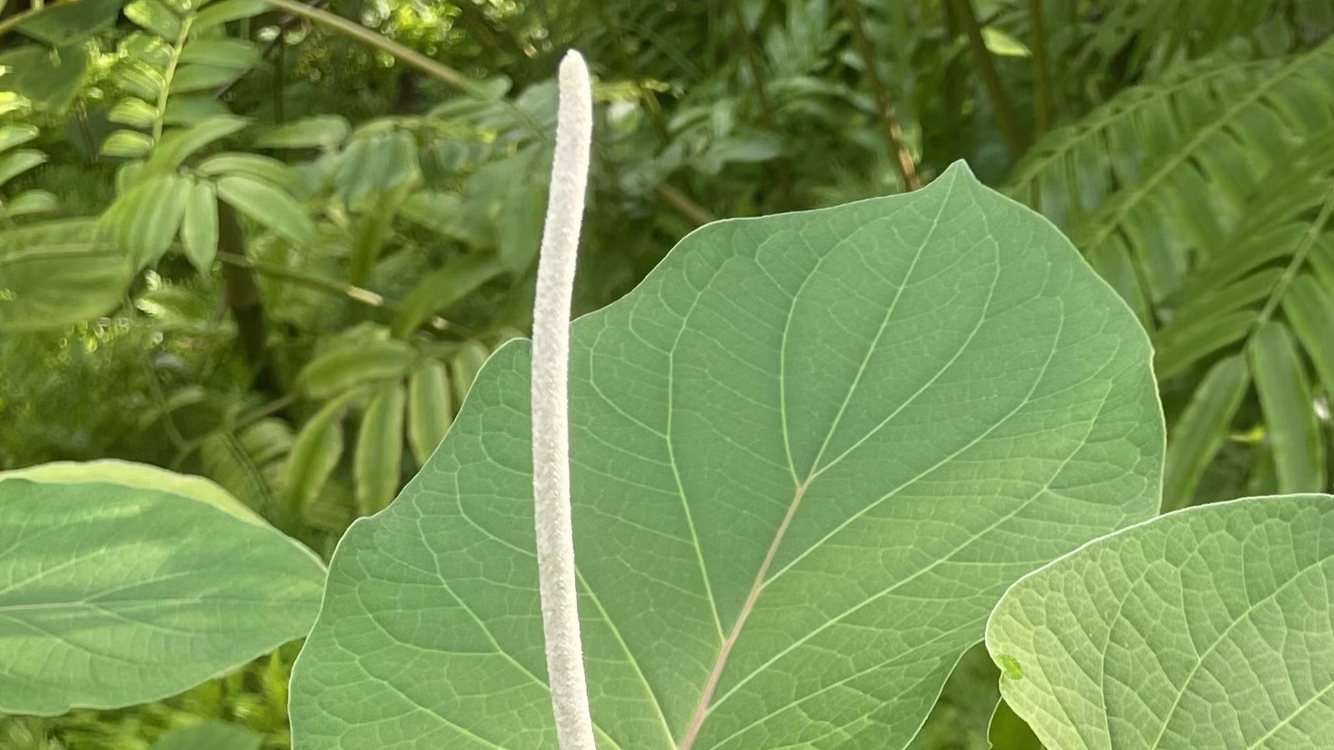 Mexican Pepperleaf  (<i>Piper auritum</i>) 