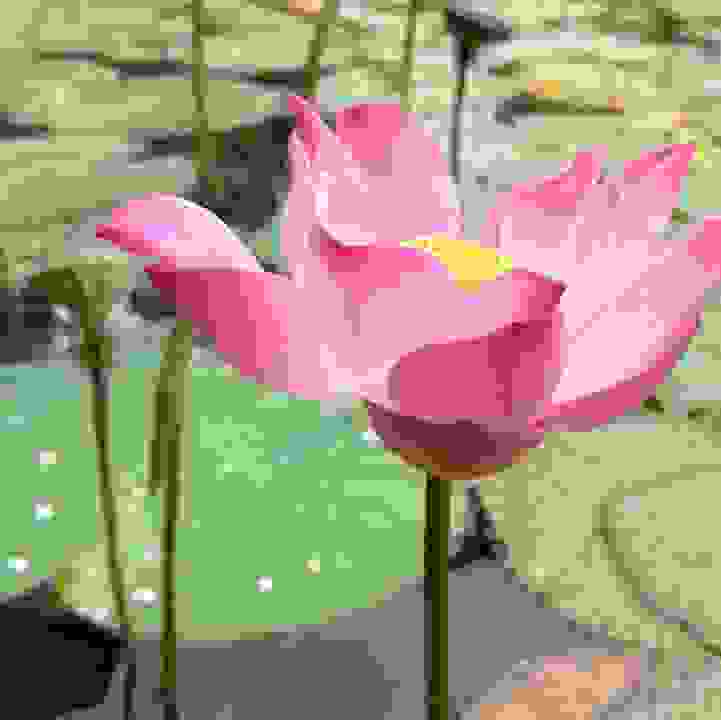 Sacred Lotus &lt;i&gt;(Nelumbo nucifera) &lt;/i&gt;