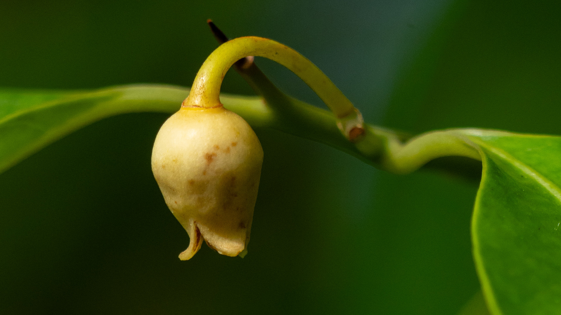 Nutmeg (<i>Myristica fragrans</i>)