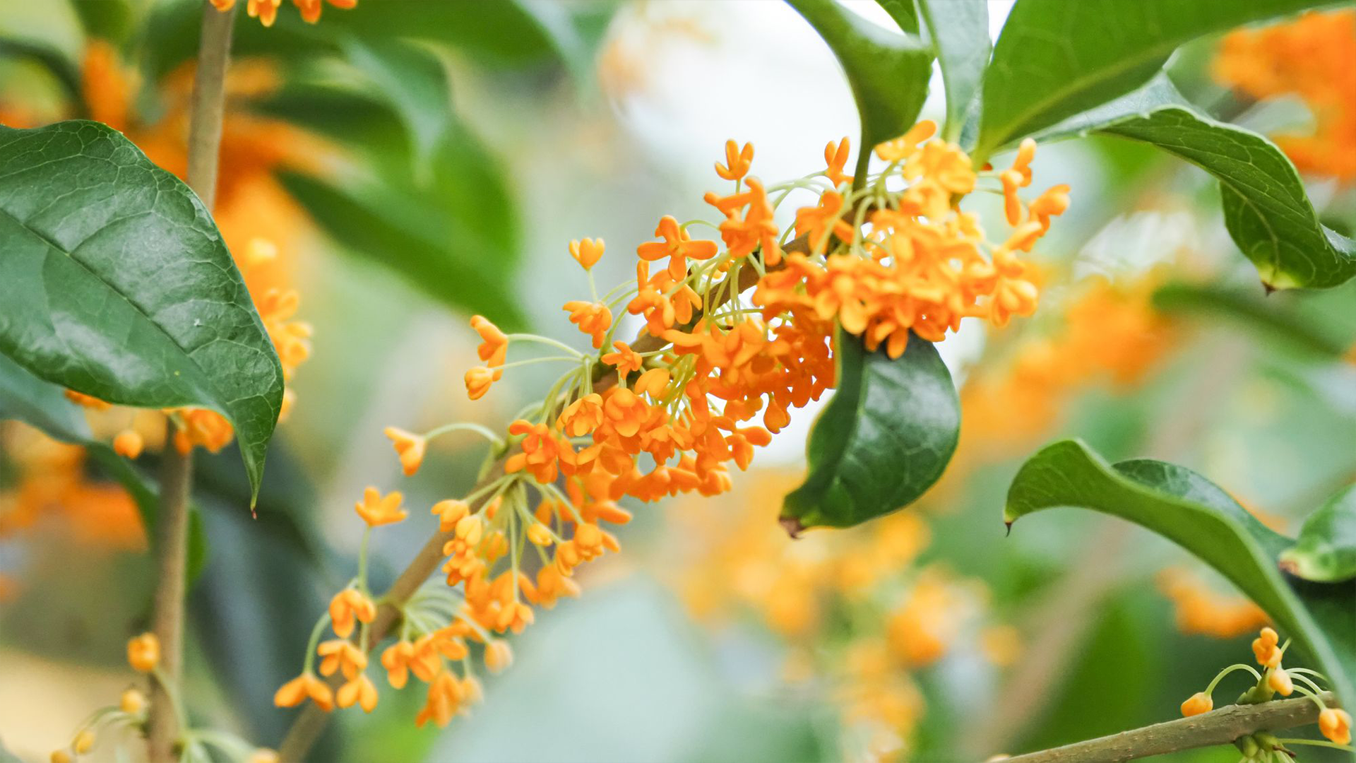 Orange Sweet Osmanthus  (<i>Osmanthus fragrans</i> var. <i>aurantiacus</i>) 