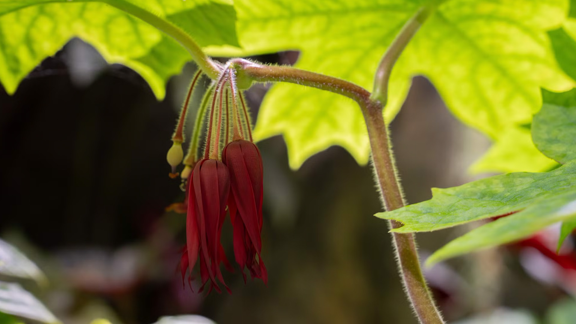 Mayapple 'Kaleidoscope'  (<i>Podophyllum</i> 'Kaleidoscope') 