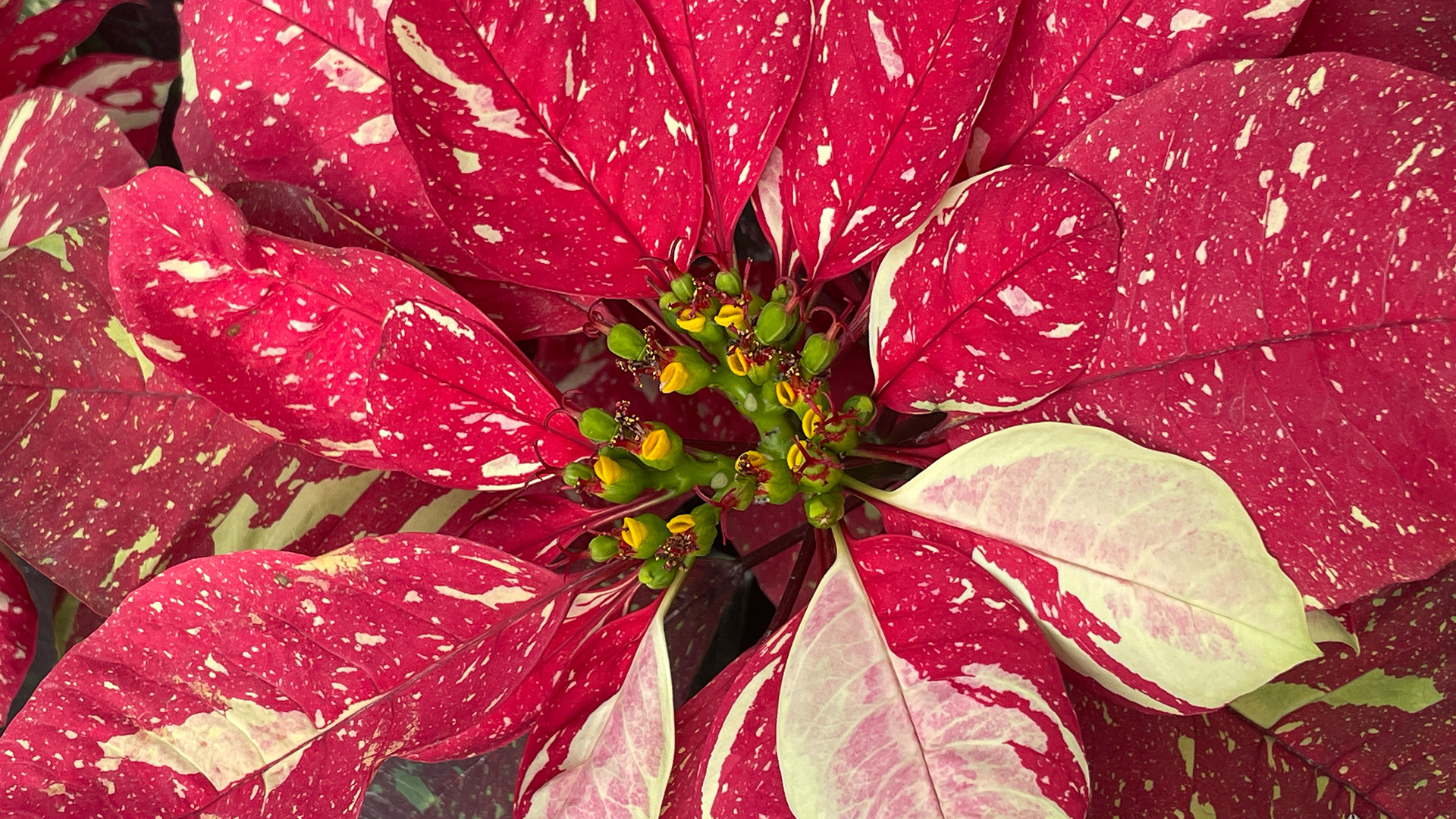 Poinsettia ‘Red Glitter’ (<i>Euphorbia pulcherrima</i> ‘Red Glitter’)