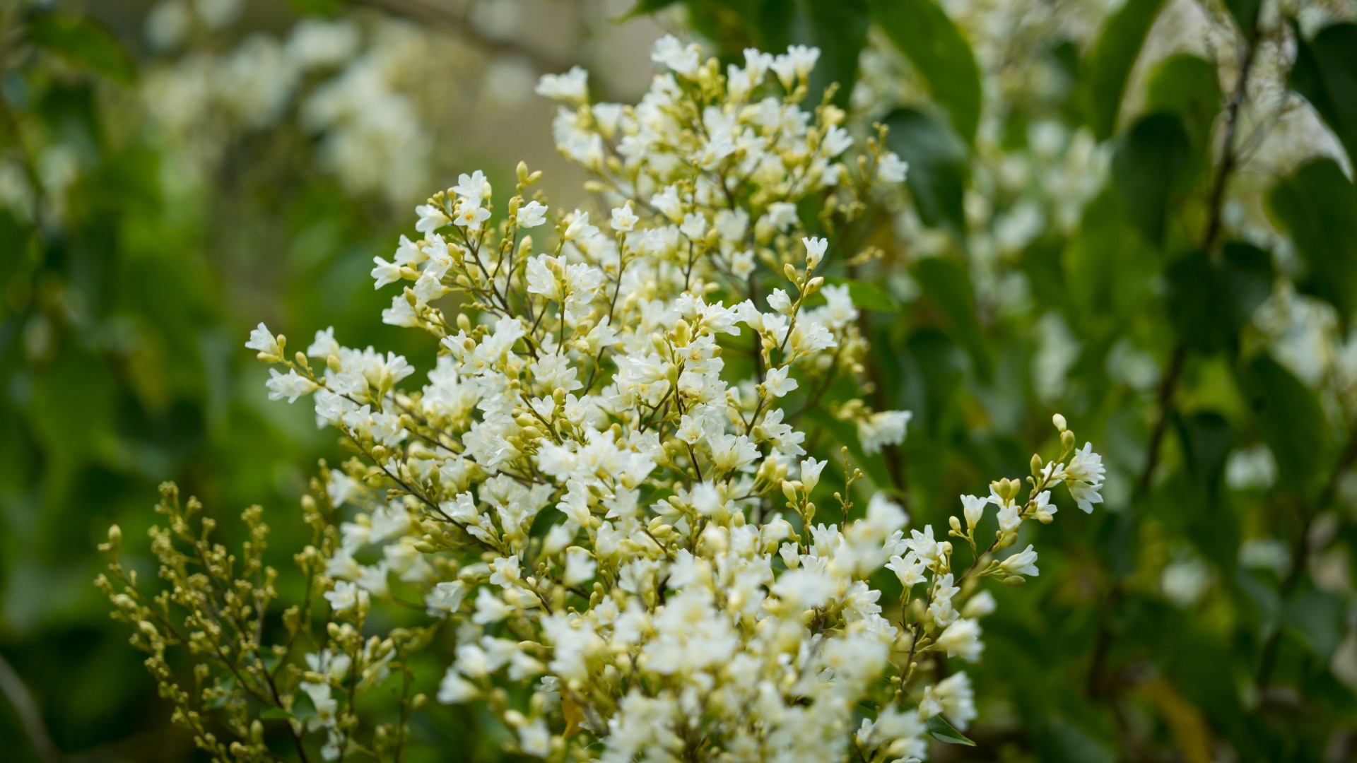 Bridal Bouquet (<i>Poranopsis paniculata</i>)