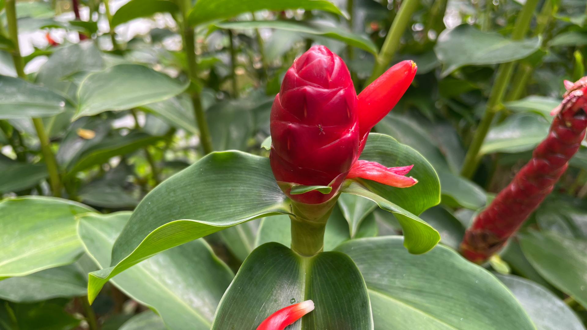 Red Button Spiral Ginger