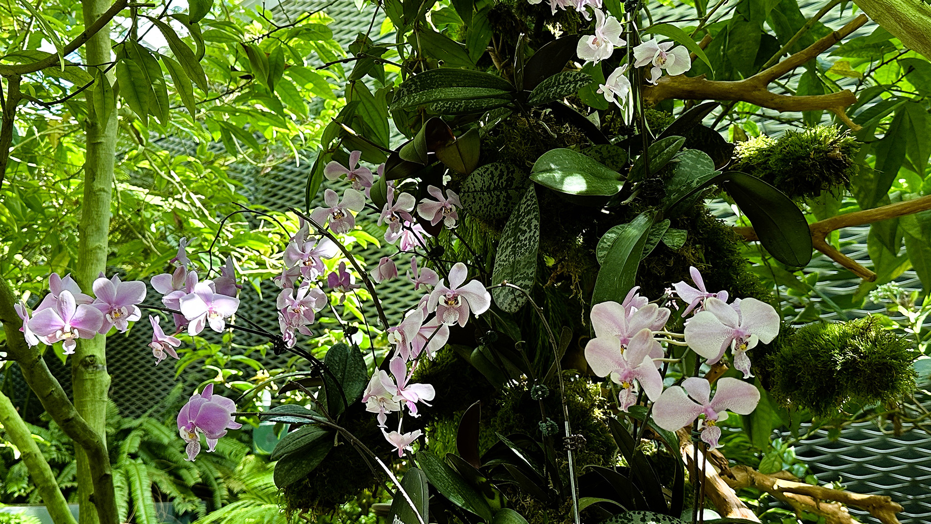 Schiller's Phalaenopsis (<i>Phalaenopsis schilleriana</i>)