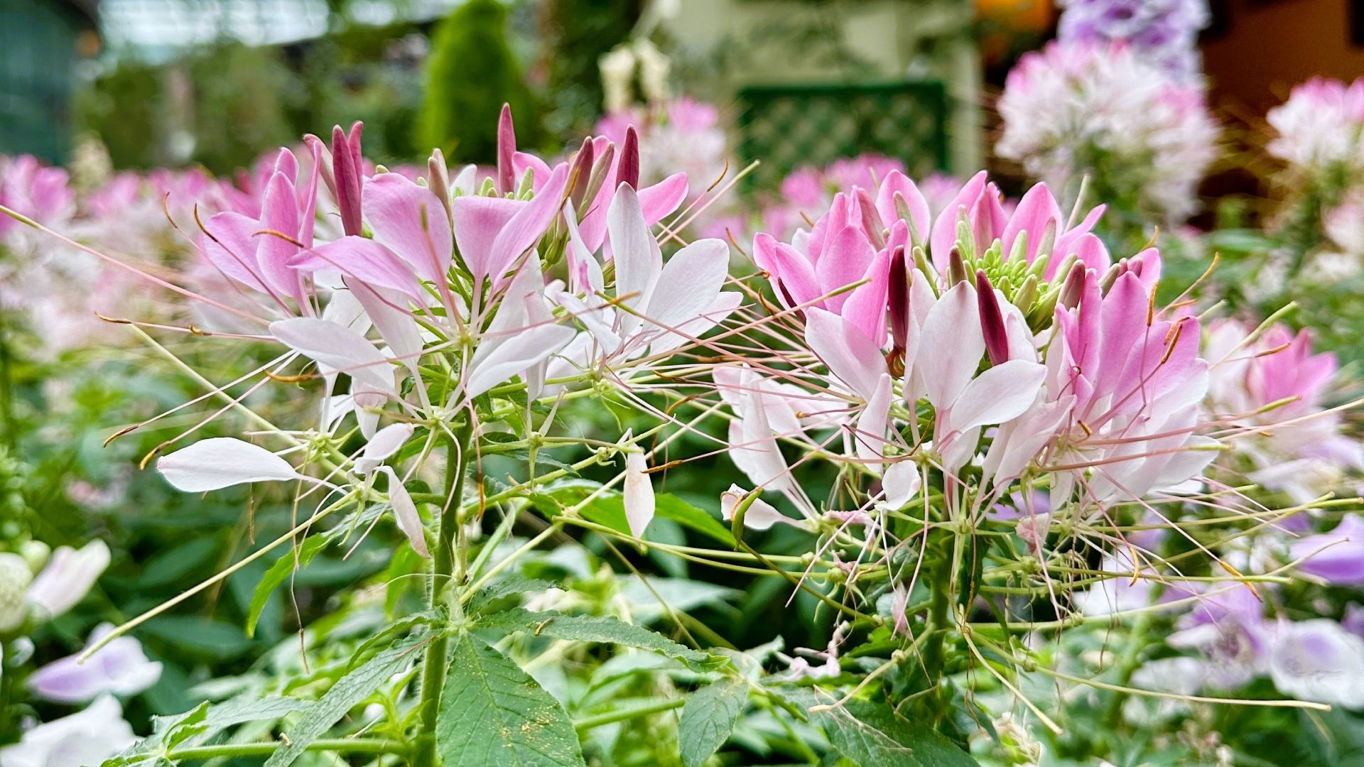 Spider Flower (<i>Cleome houtteana</i>) 