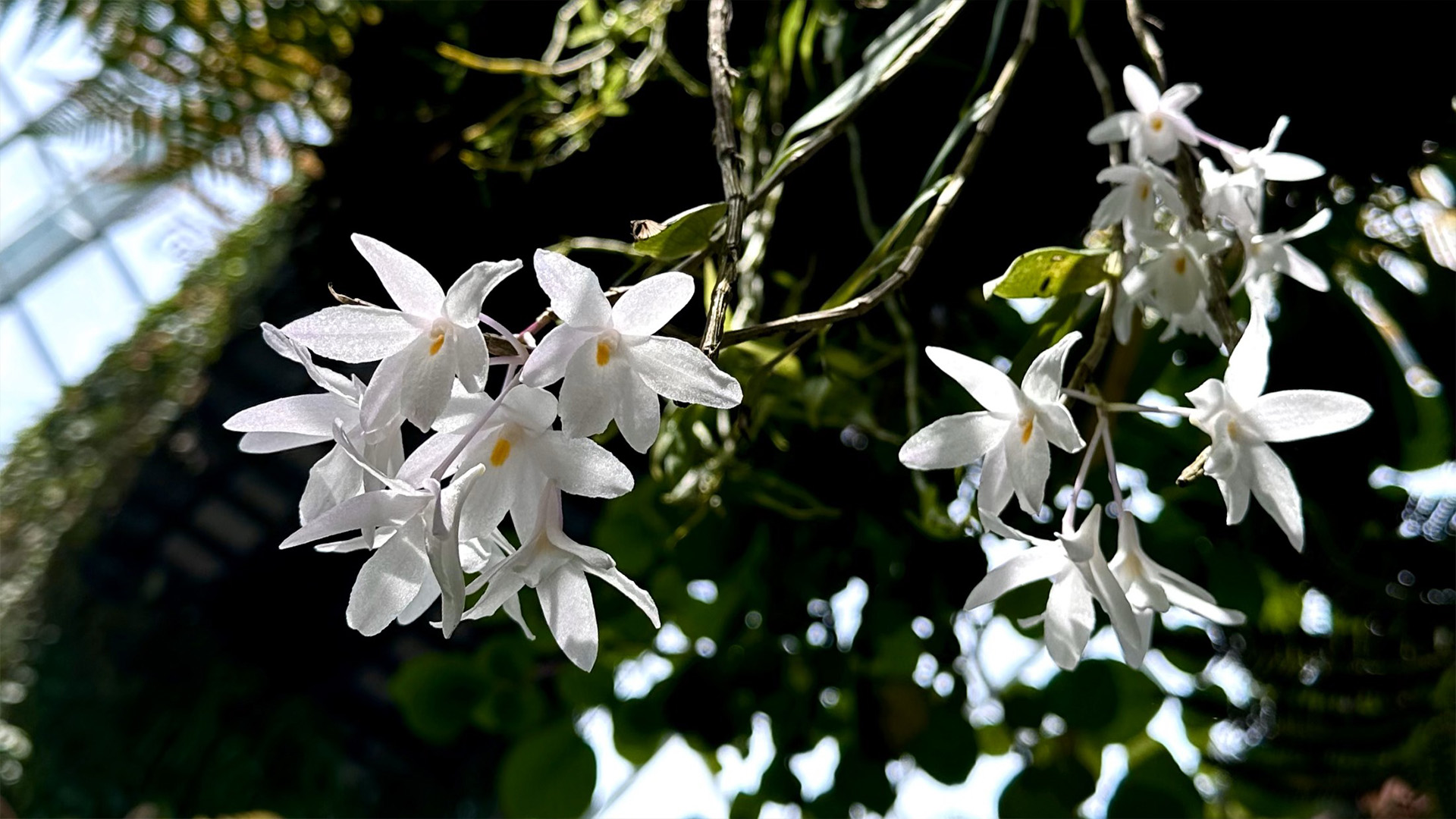 The Mountain Dendrobium (<i>Dendrobium montanum</i>)