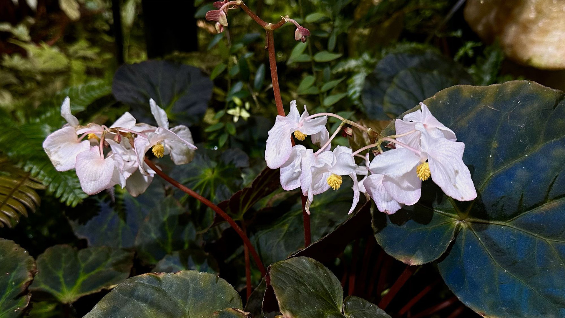 Begonia pavonina