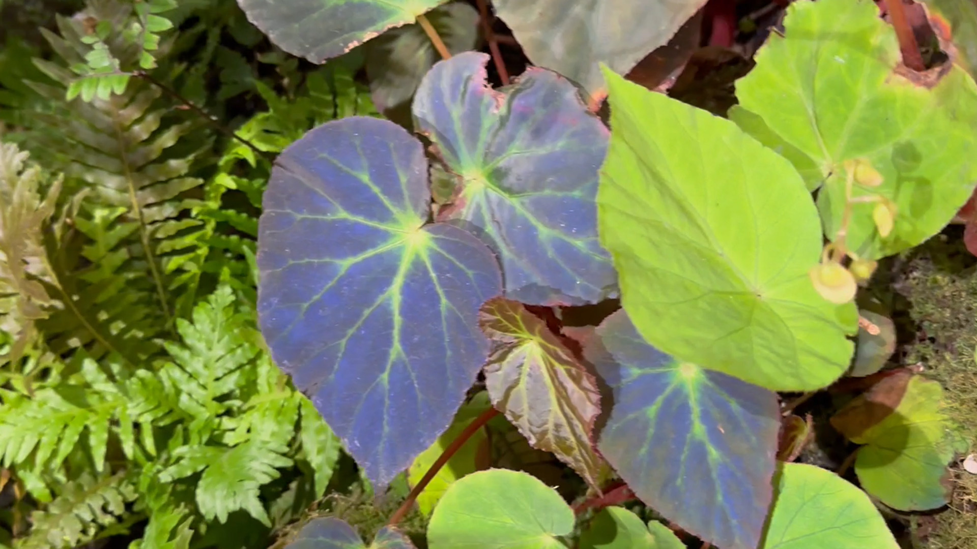 Begonia pavonina