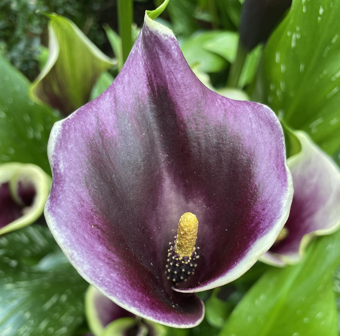 Colored calla deals lilies