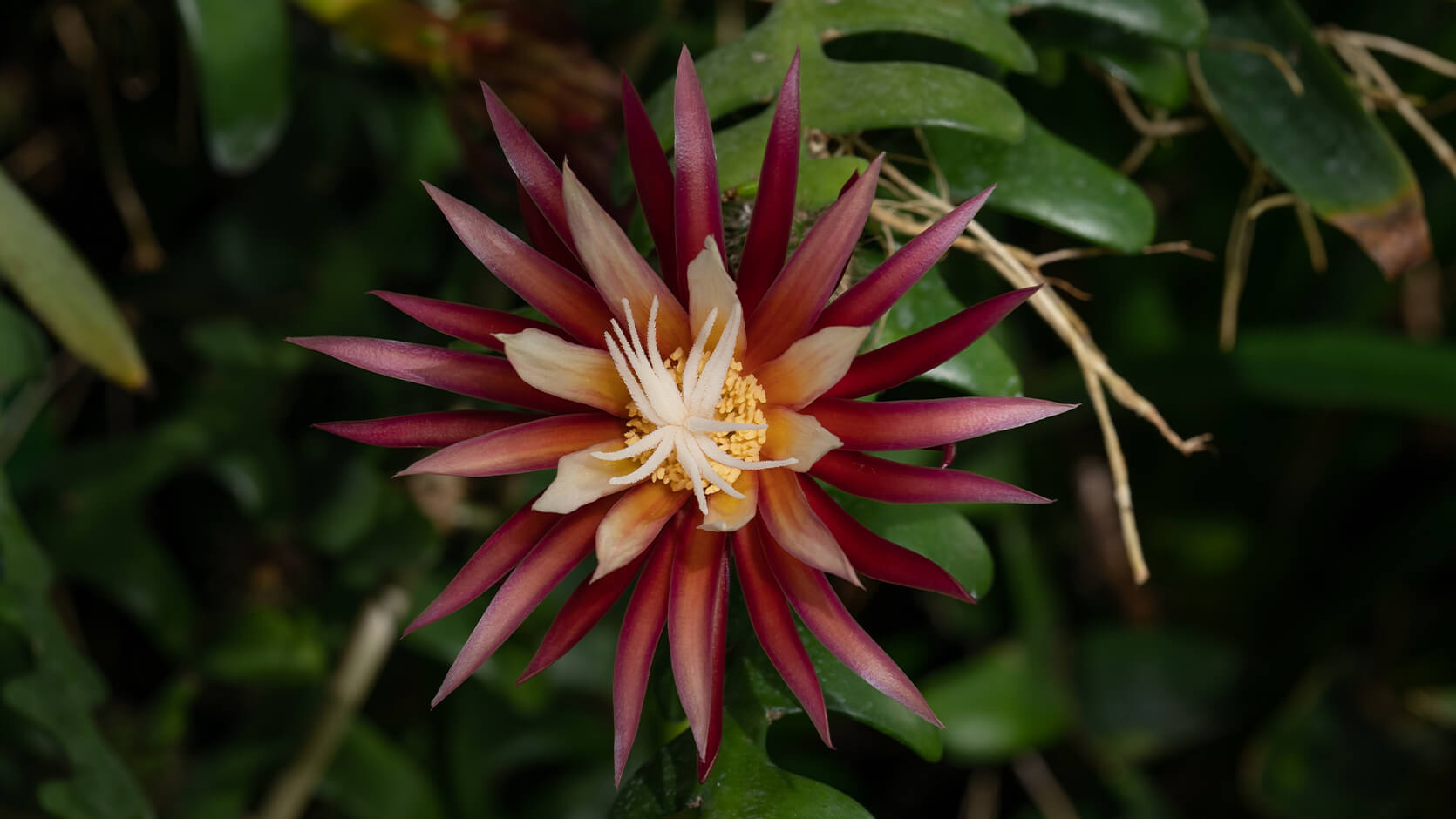 Fishbone Cactus (Selenicereus anthonyanus)