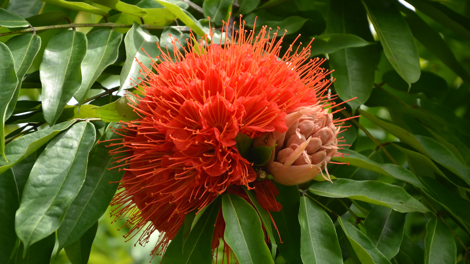 Rose of Venezuela (Brownea macrophylla)