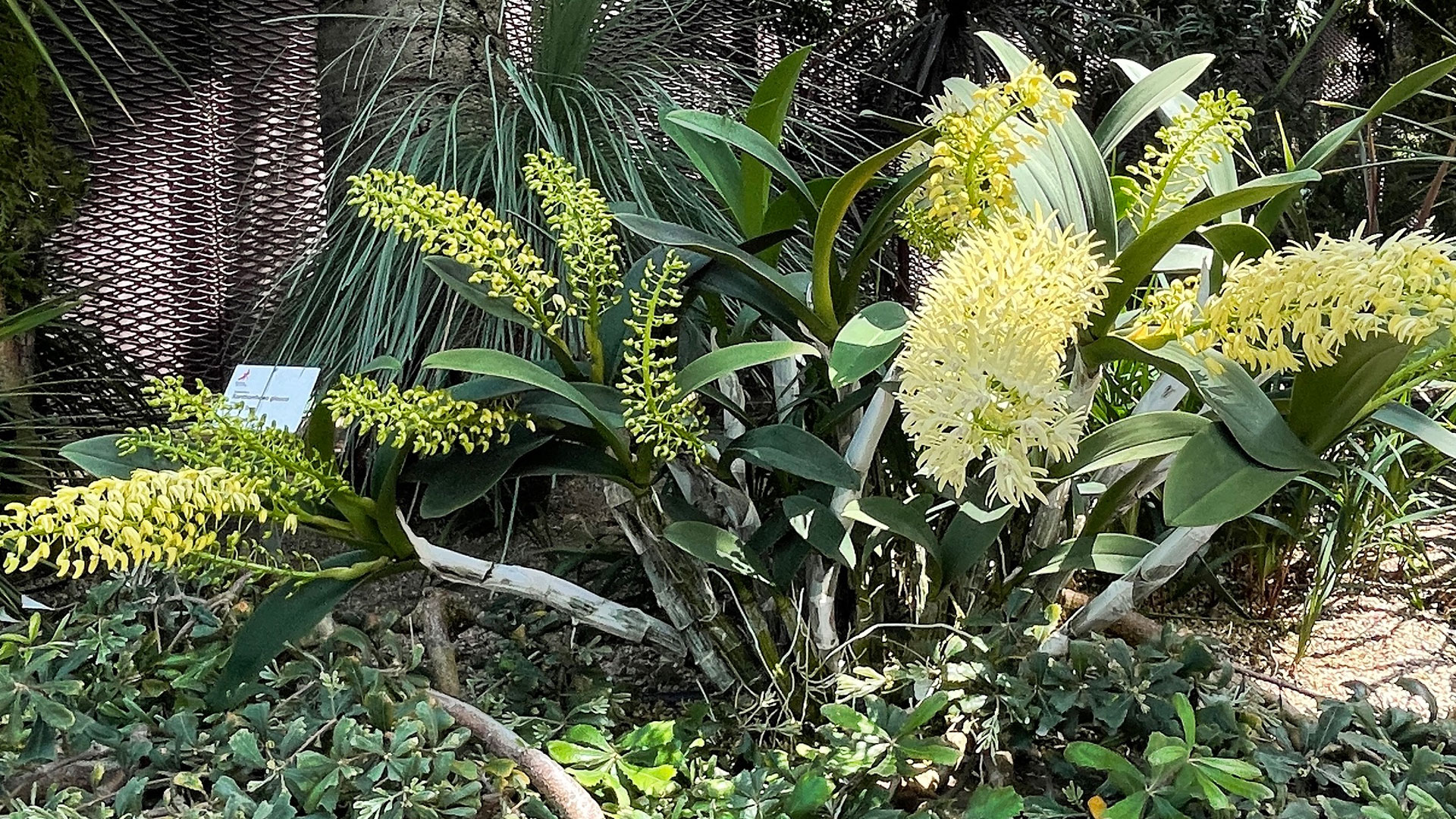 sydney-rock-orchid-dendrobium-speciosum-var-speciosum