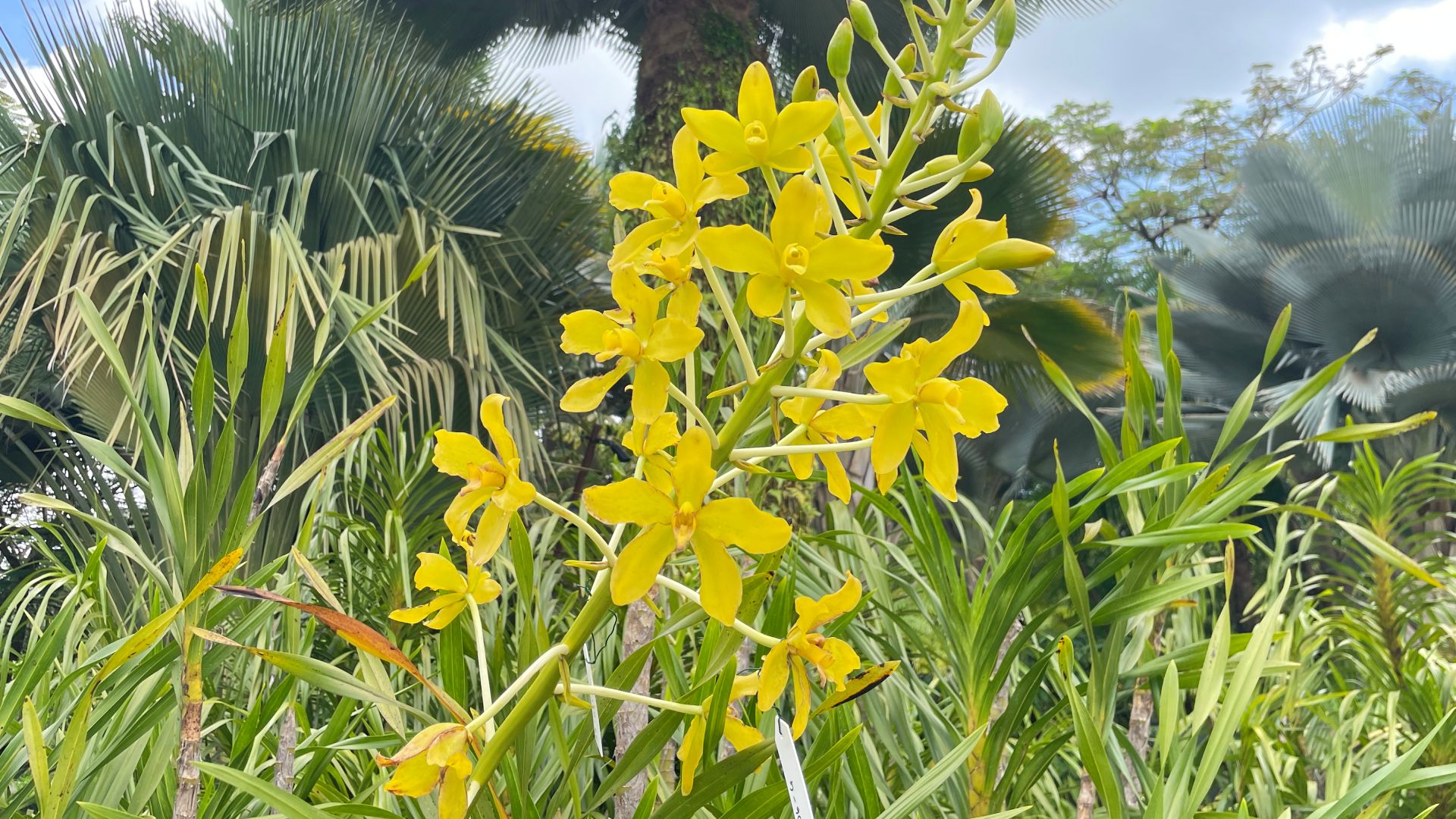 Tiger Orchid - Yellow-flowered form (Grammatophyllum speciosum f. flavum)