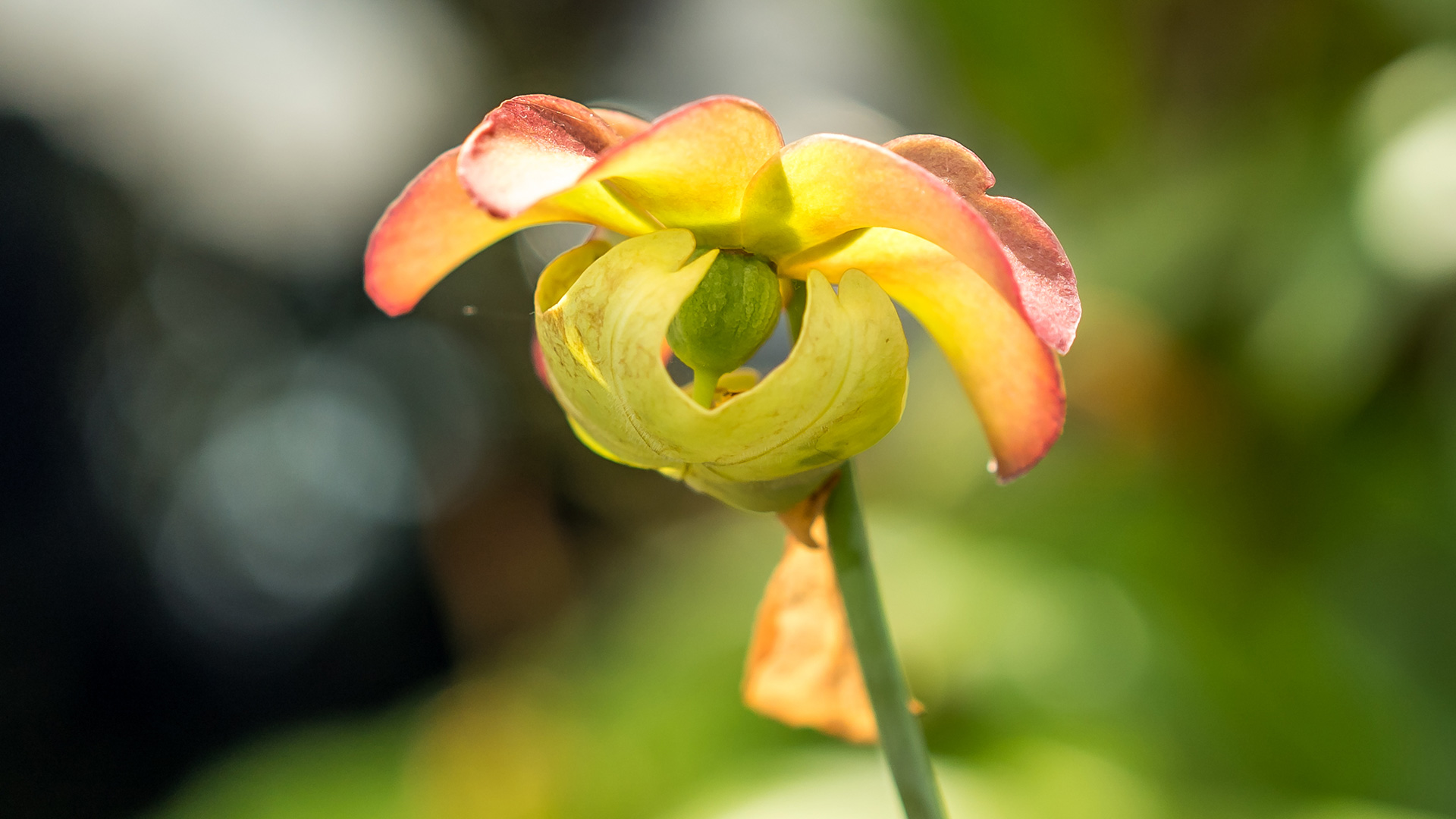 Trumpet Pitcher Plant (Sarracenia cvs.)