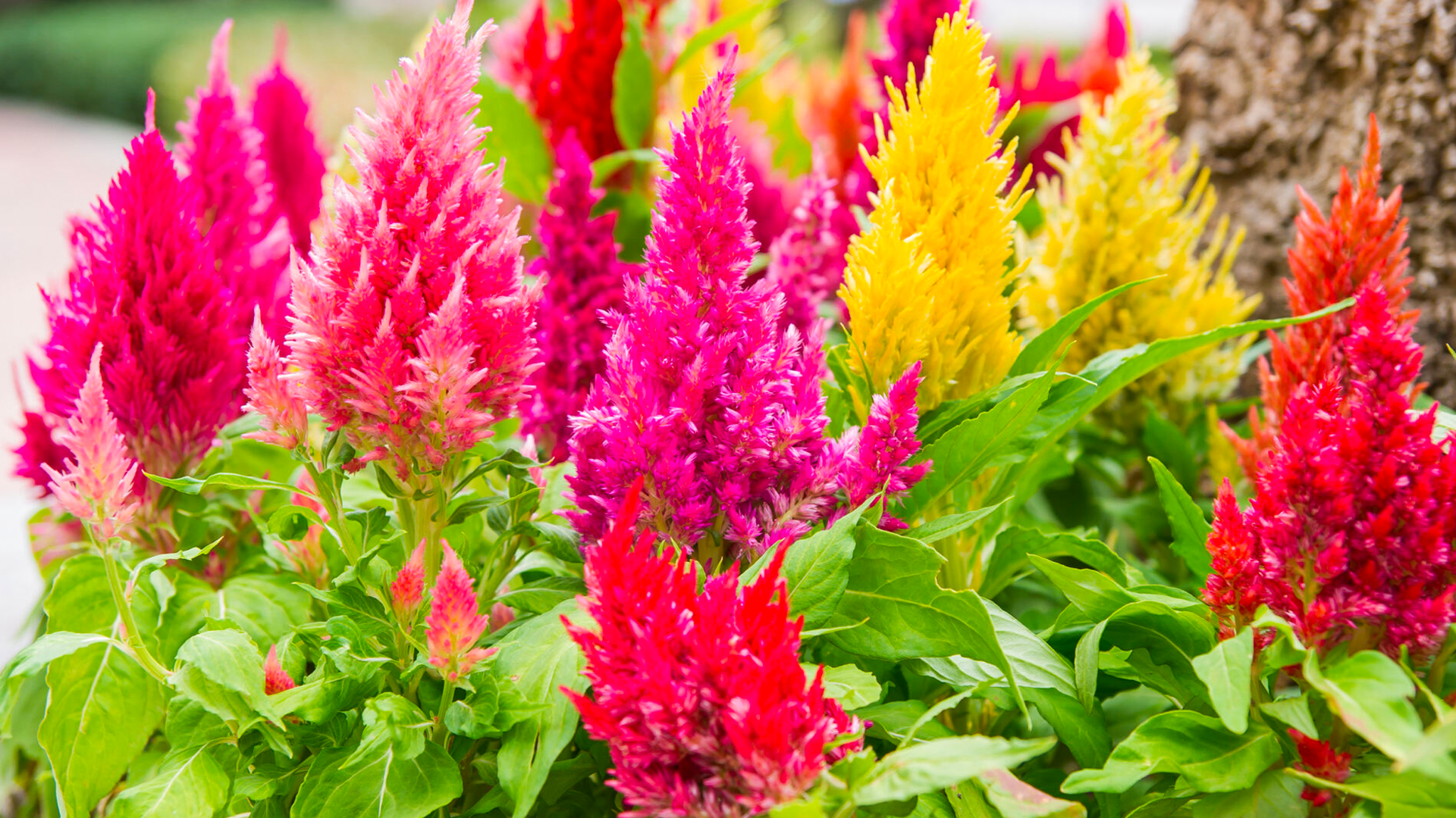 Gardens by the bay