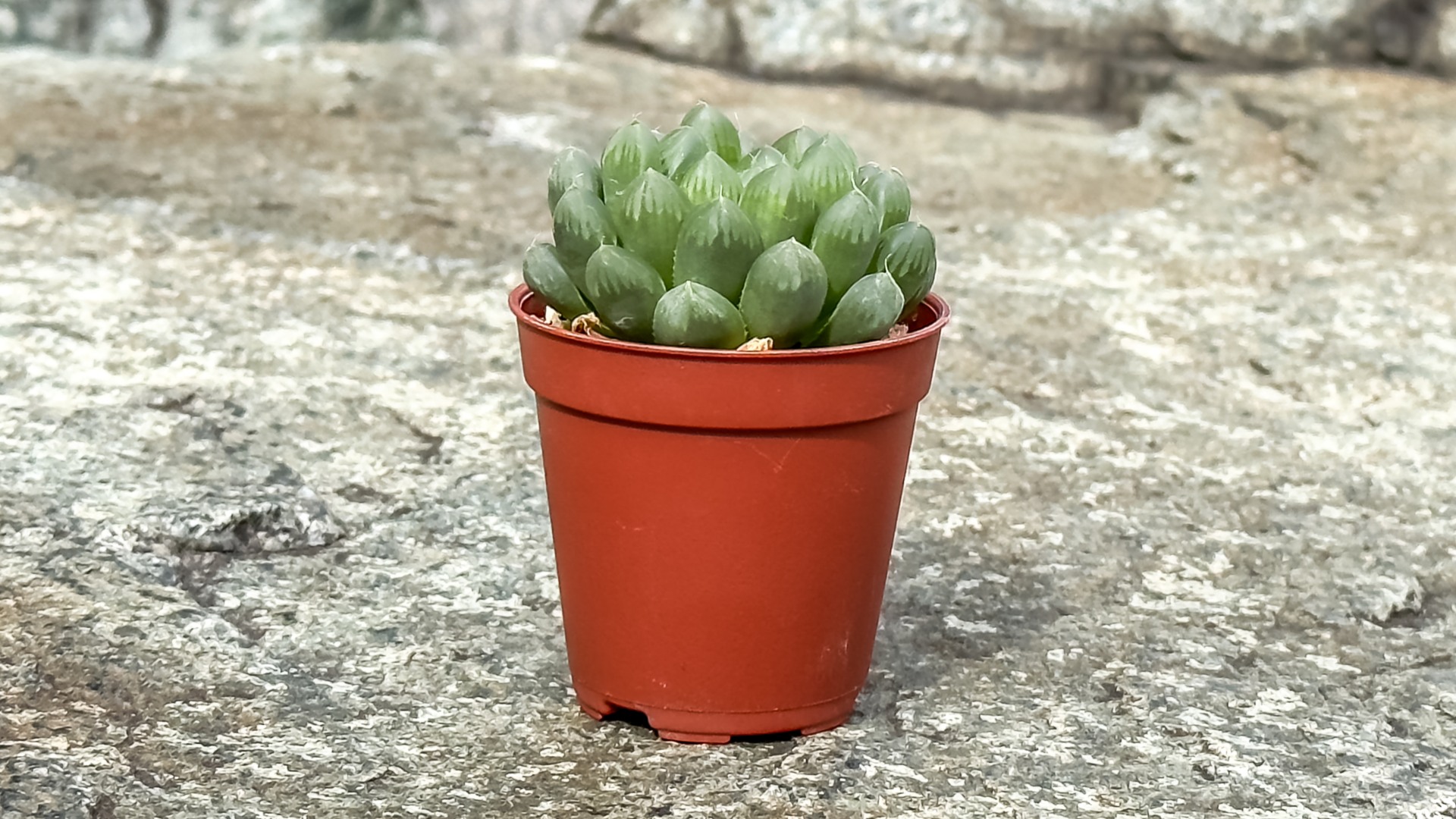 &lt;b&gt;&lt;i&gt;Haworthia cooperi&lt;/i&gt; var. &lt;i&gt;truncata&lt;/i&gt;&lt;/b&gt;