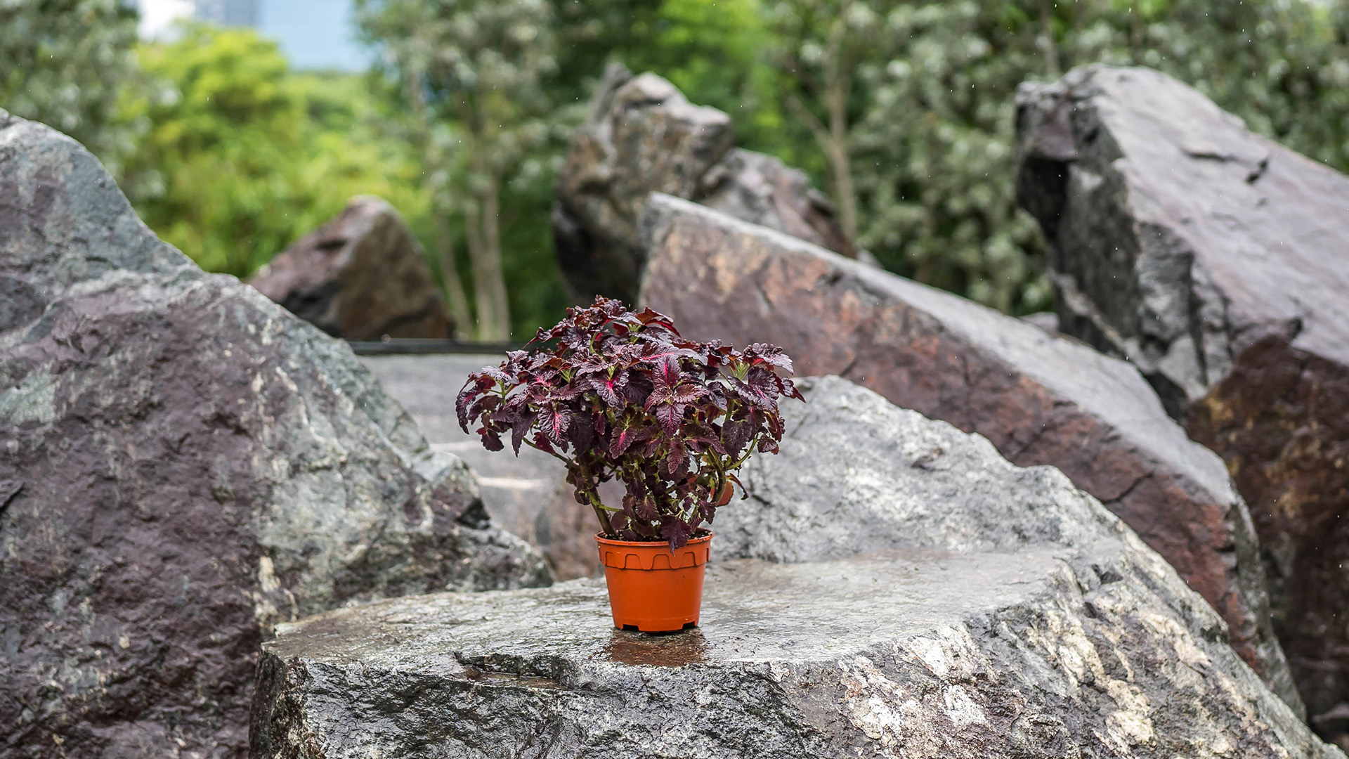 &lt;b&gt;&lt;i&gt;Coleus&lt;/i&gt; 'Black Dragon&rsquo;&lt;/b&gt;