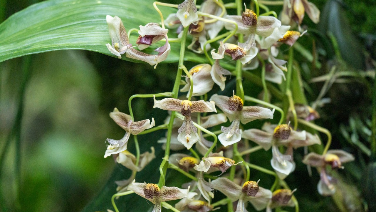 Close-up of Gongora portentosa. Doesn’t it resemble a tiny dragon?