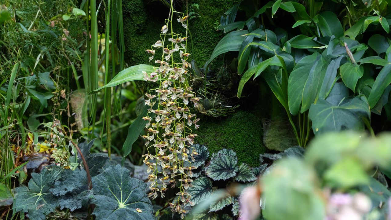 Inflorescences of Gongora portentosa hanging downwards.