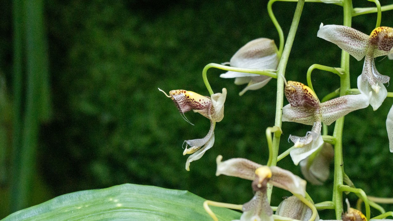 Side view of Gongora portentosa. Notice how the lip is upside down?