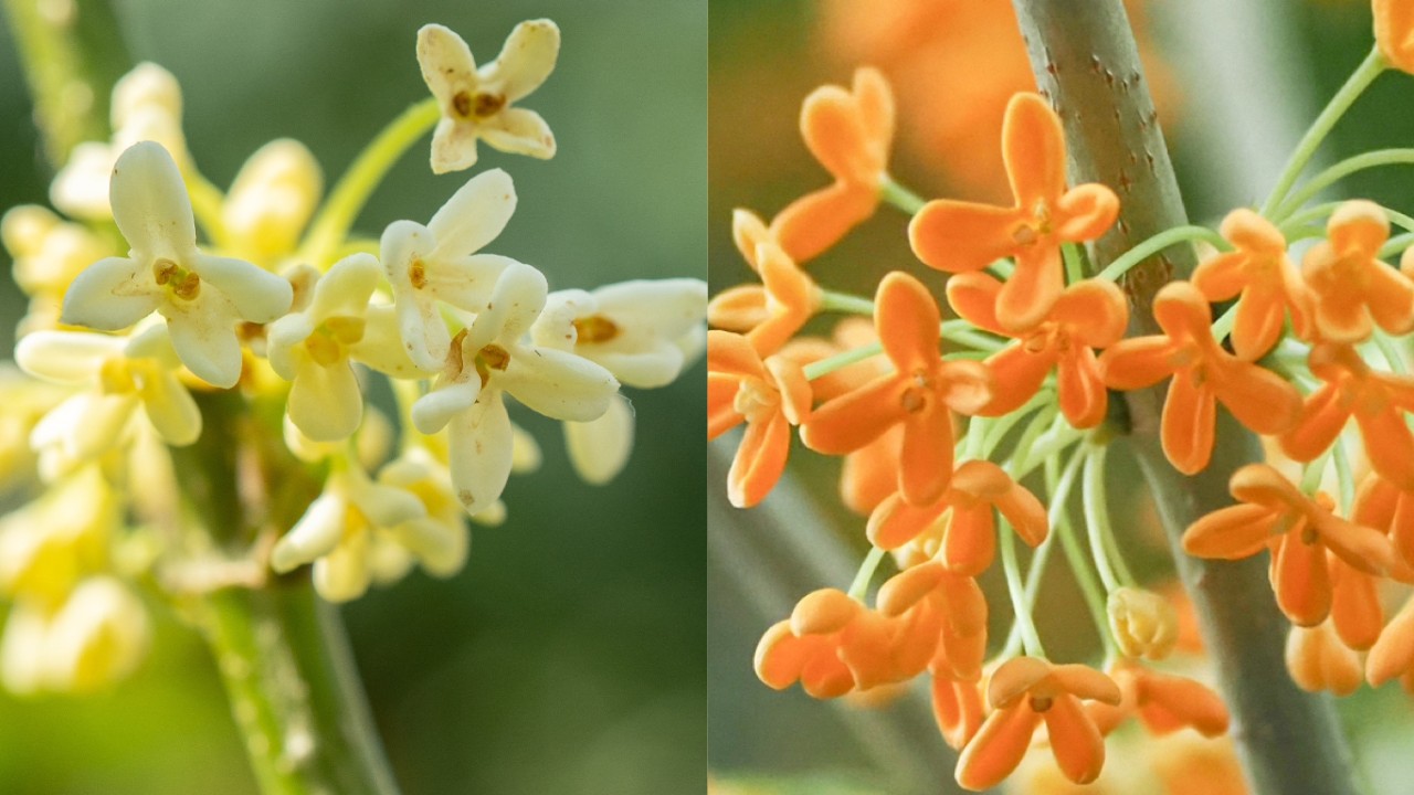 In this comparison, you can see that the difference of the flower colours between Osmanthus fragrans (left) and its variety - Osmanthus fragrans var. aurantiacus (right). Although this trait is rather subtle, it is stable and distinctive enough to separate these two populations apart, in terms of botanical classification.