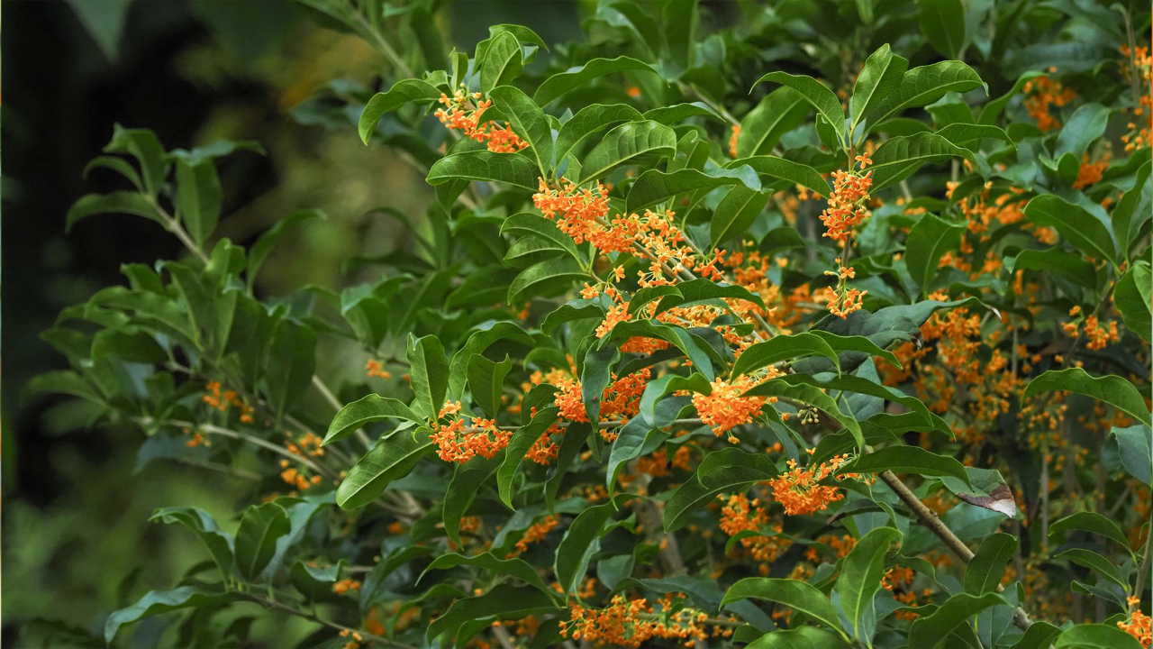 Its small flowers are clustered and emit a strong, sweet fragrance that can perfume the surroundings. The leaves are evergreen, lance-shaped, and leathery, providing a lush green backdrop to the vibrant blooms. The tree typically reaches about 3-4 meters in height.